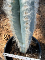 Blue Pilosocereus Pachycladus Cactus | 19” Tall Rare Live Plant