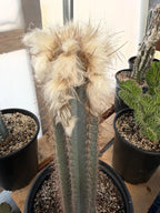 Blue Pilosocereus Pachycladus Cactus | Hairy Blue Cactus | 18” Tall Rare Live Plant