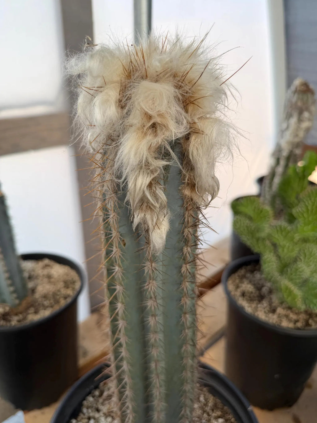 Blue Pilosocereus Pachycladus Cactus | Hairy Blue Cactus | 18” Tall Rare Live Plant