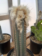 Blue Pilosocereus Pachycladus Cactus | Hairy Blue Cactus | 18” Tall Rare Live Plant
