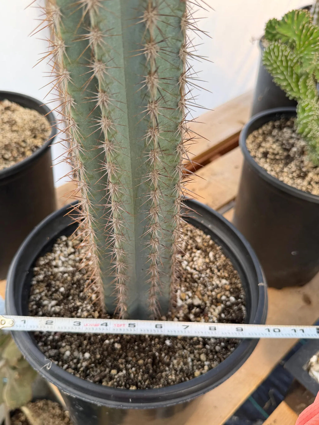 Blue Pilosocereus Pachycladus Cactus | Hairy Blue Cactus | 18” Tall Rare Live Plant