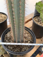 Blue Pilosocereus Pachycladus Cactus | Hairy Blue Cactus | 18” Tall Rare Live Plant