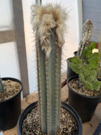Blue Pilosocereus Pachycladus Cactus | Hairy Blue Cactus | 18” Tall Rare Live Plant