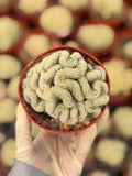 Brain Cactus | Succulent Live Plant | Crested Cactus