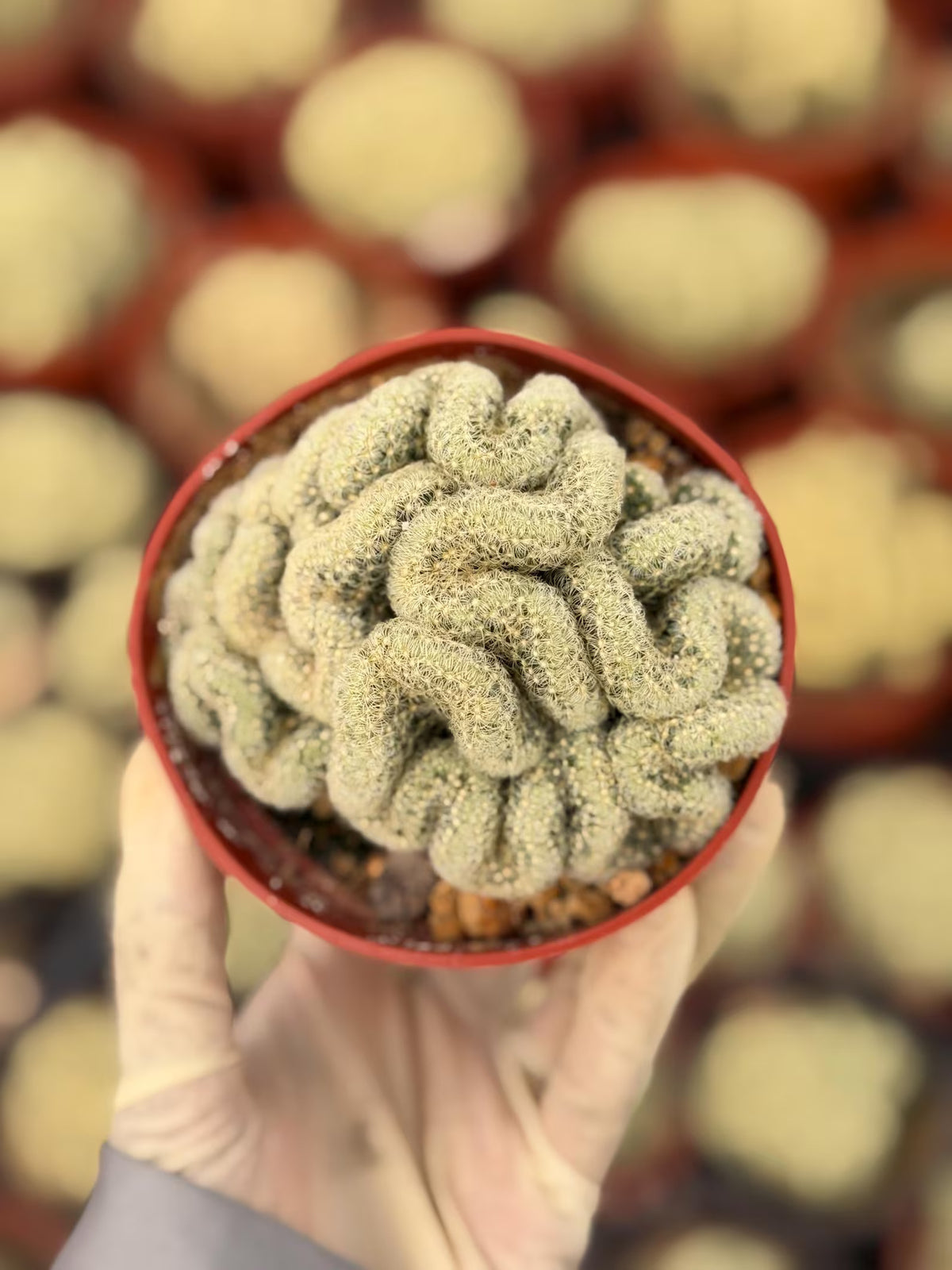 Brain Cactus | Succulent Live Plant | Crested Cactus