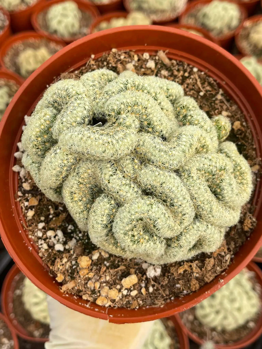 Brain Cactus | Succulent Live Plant | Crested Cactus