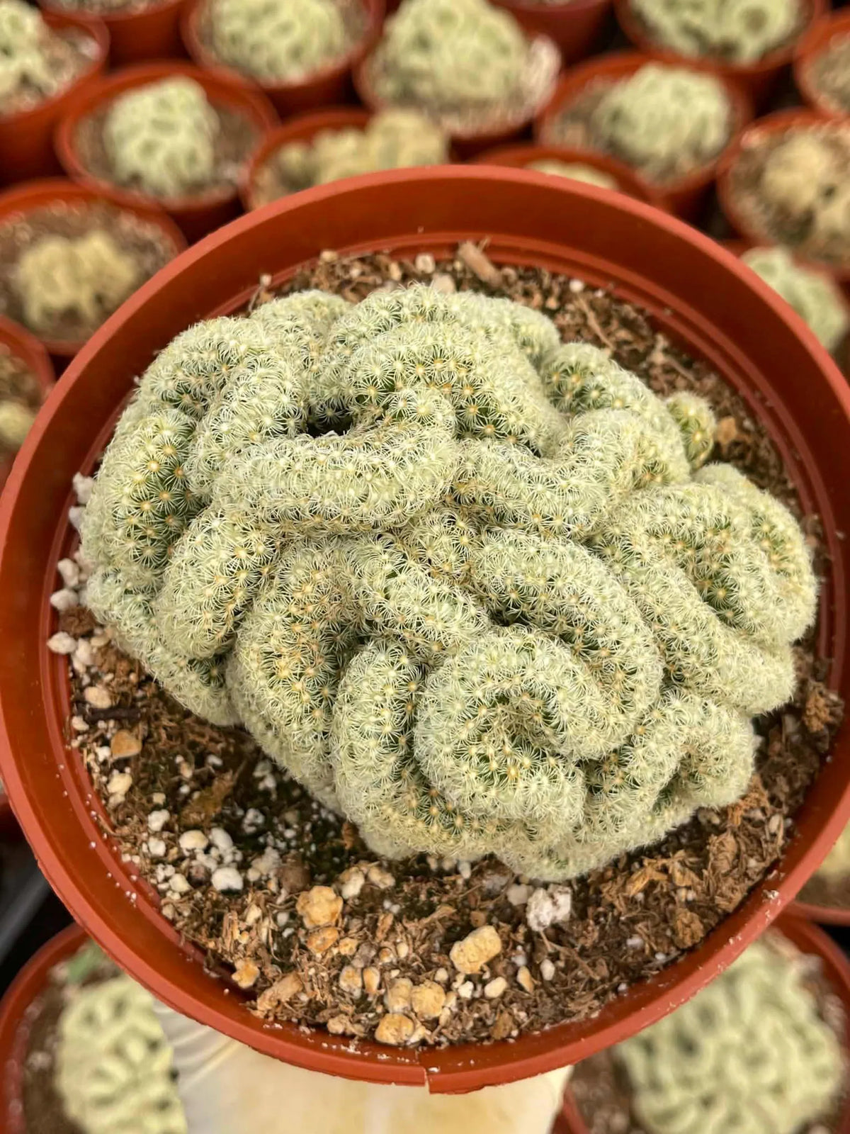 Brain Cactus | Succulent Live Plant | Crested Cactus