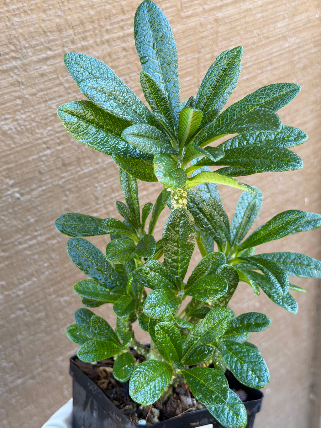 Dorstenia Gigas #387 – Rare Caudex Succulent, 7" Tall in 6" Pot, Exotic Collector Plant