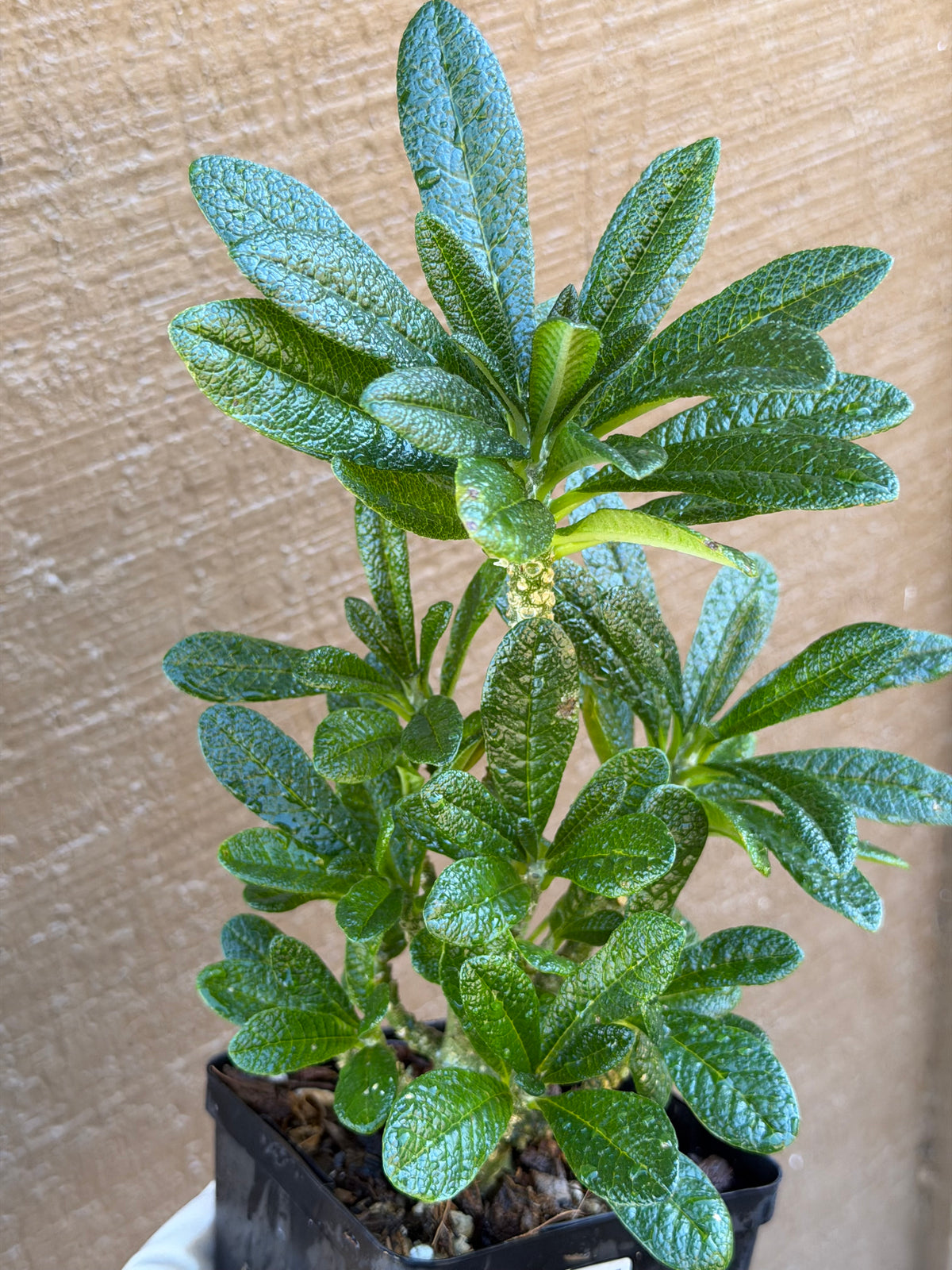 Dorstenia Gigas #387 – Rare Caudex Succulent, 7" Tall in 6" Pot, Exotic Collector Plant