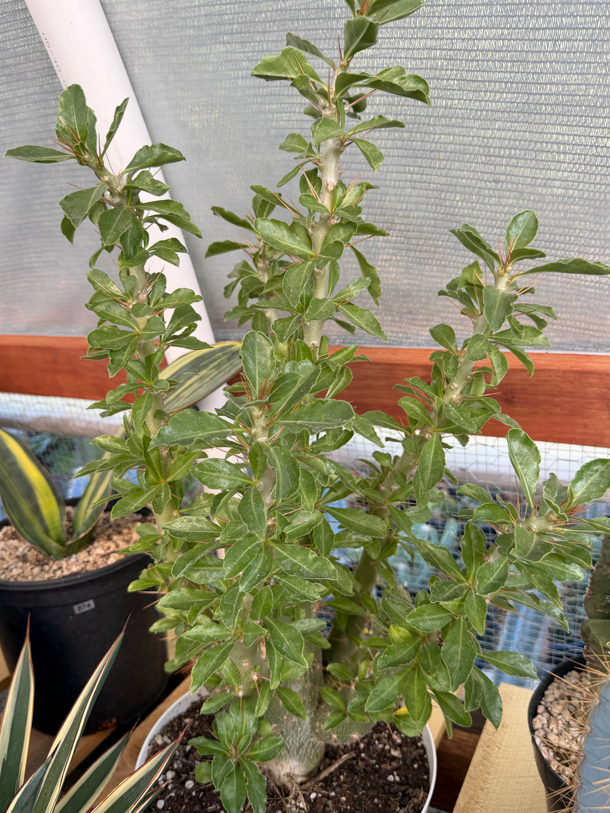 Pachypodium saundersii | Rare Caudiciform Succulent | Premium Collector Plant with Sculptural Caudex