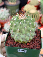 Rare Copiapoa Cinerea #293 | Live Specimen Cactus | Collector Succulent Plant