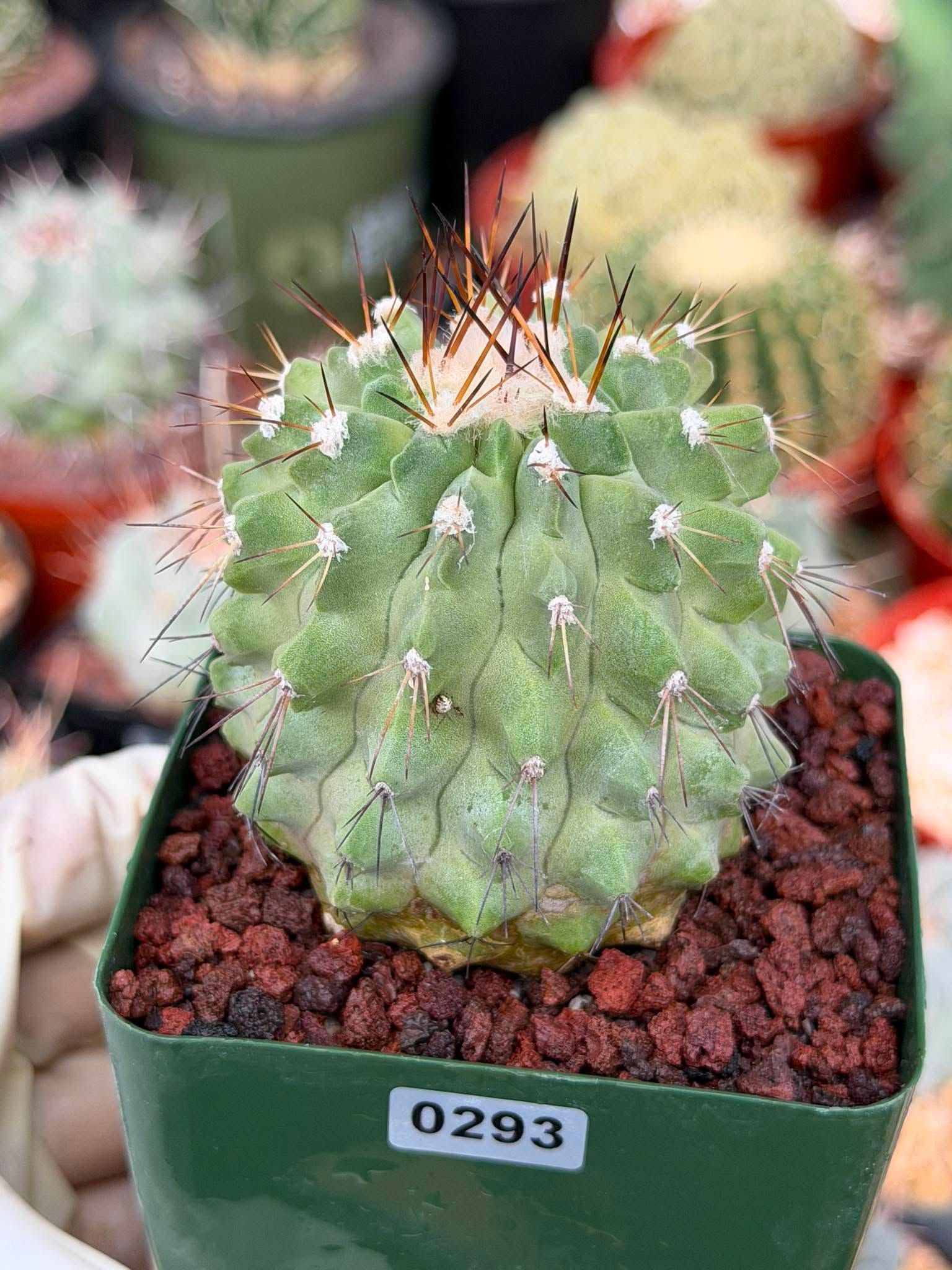 Rare Copiapoa Cinerea #293 | Live Specimen Cactus | Collector Succulent Plant