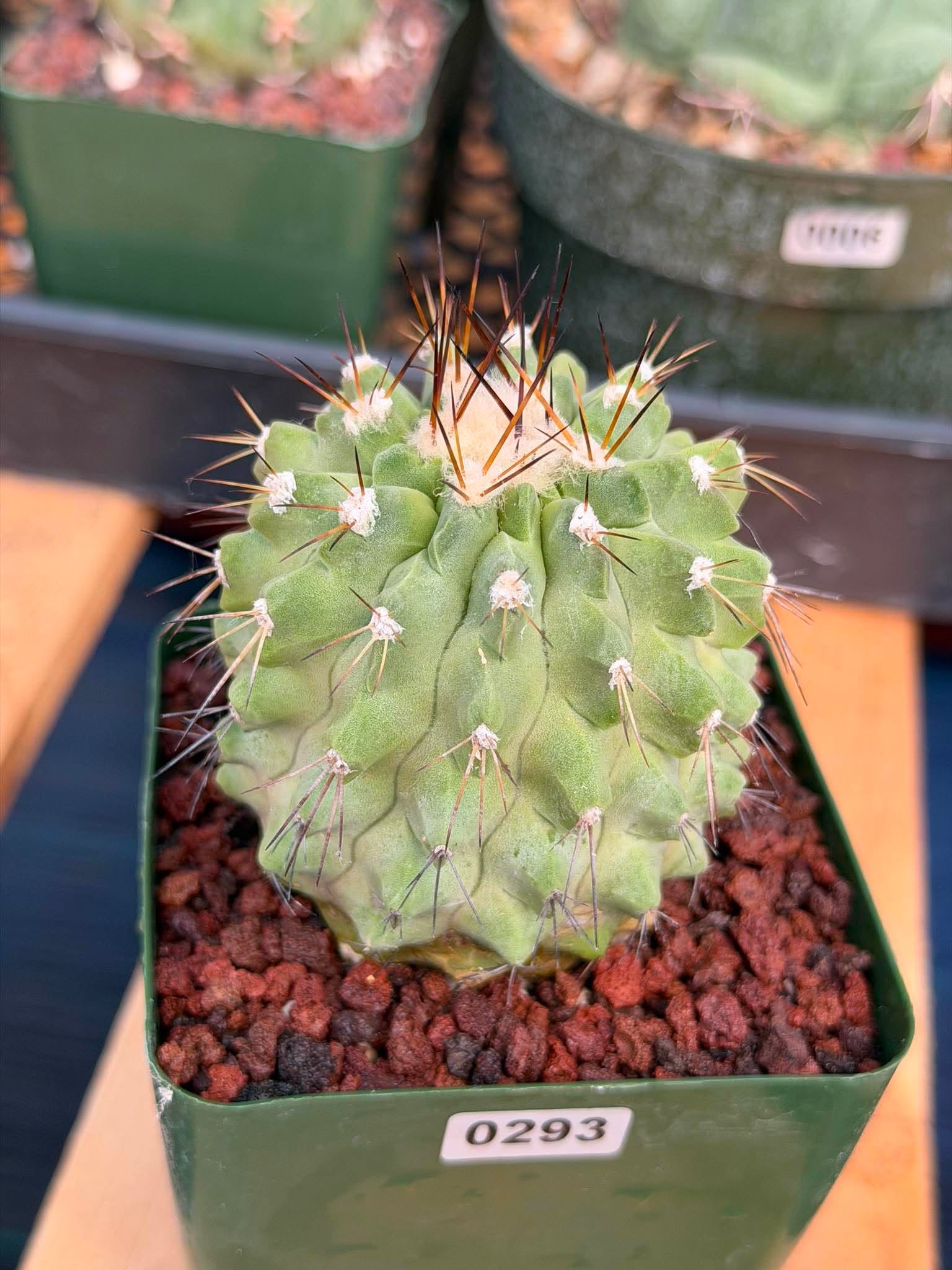 Rare Copiapoa Cinerea #293 | Live Specimen Cactus | Collector Succulent Plant