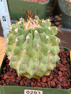 Rare Copiapoa Cinerea #293 | Live Specimen Cactus | Collector Succulent Plant