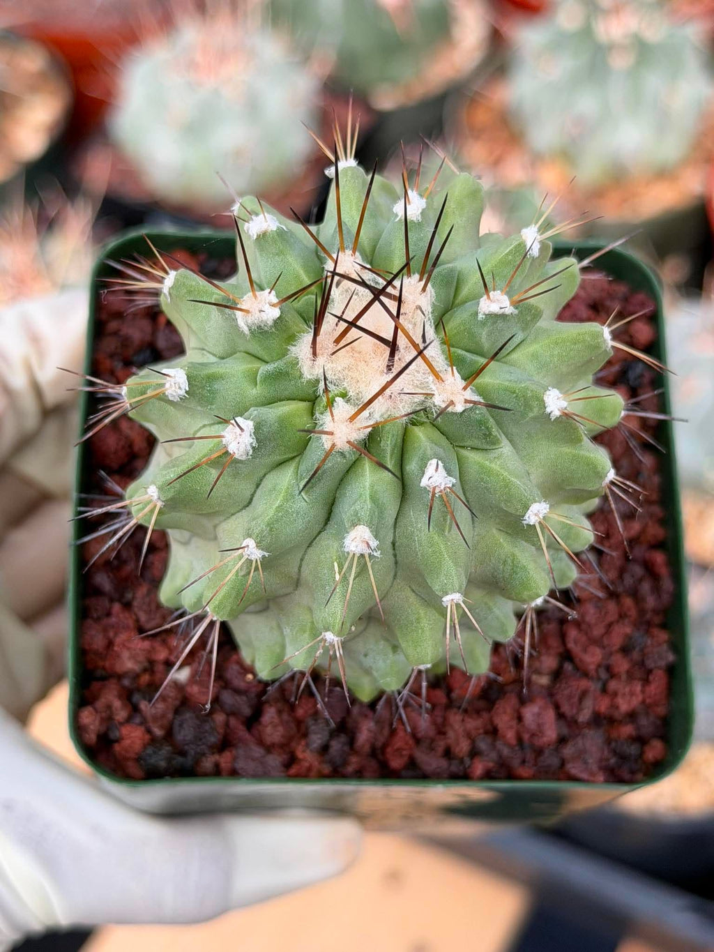 Rare Copiapoa Cinerea #293 | Live Specimen Cactus | Collector Succulent Plant