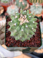 Rare Copiapoa Cinerea #293 | Live Specimen Cactus | Collector Succulent Plant