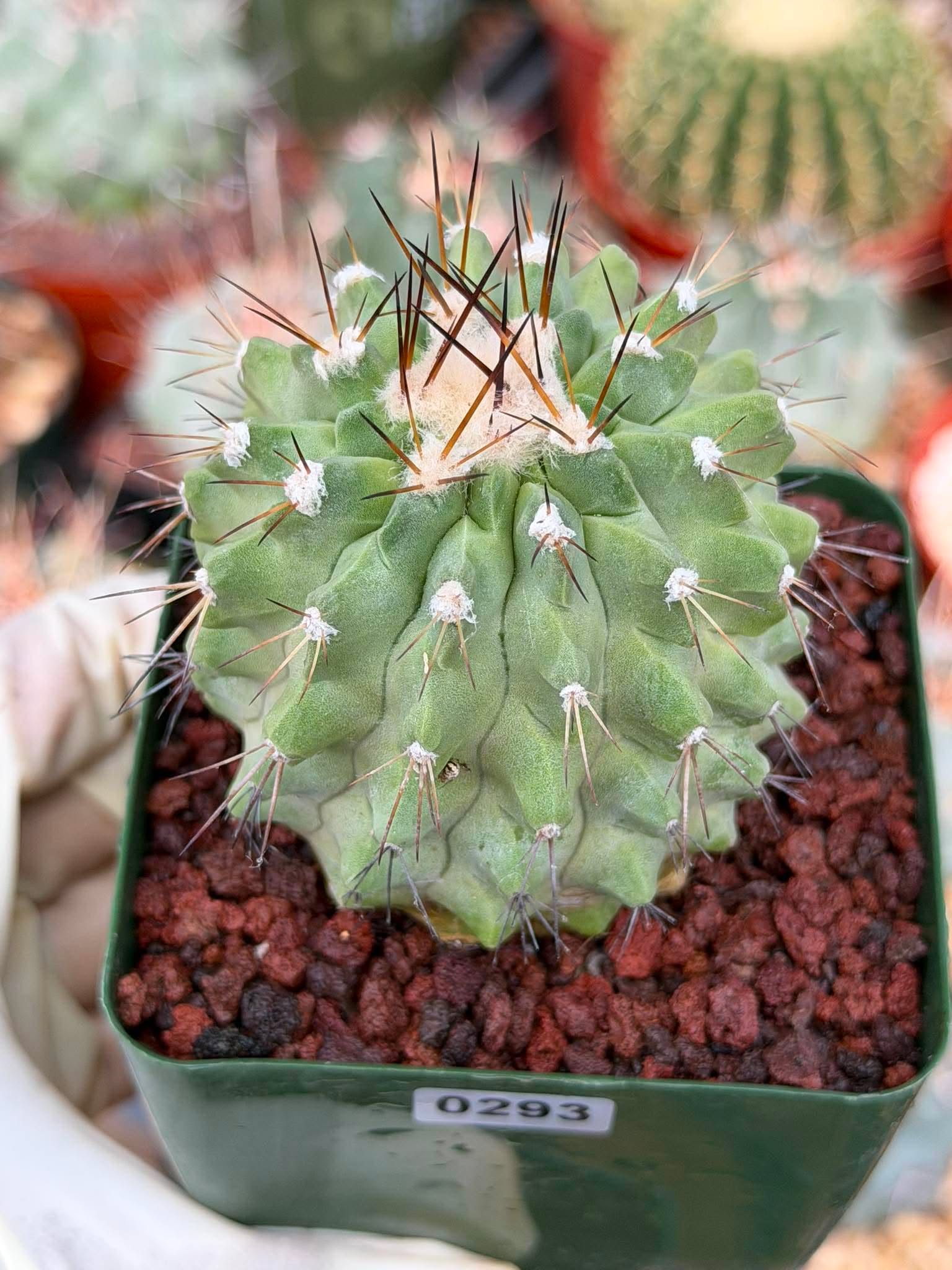 Rare Copiapoa Cinerea #293 | Live Specimen Cactus | Collector Succulent Plant