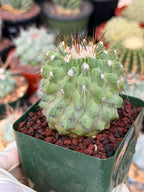 Rare Copiapoa Cinerea #293 | Live Specimen Cactus | Collector Succulent Plant