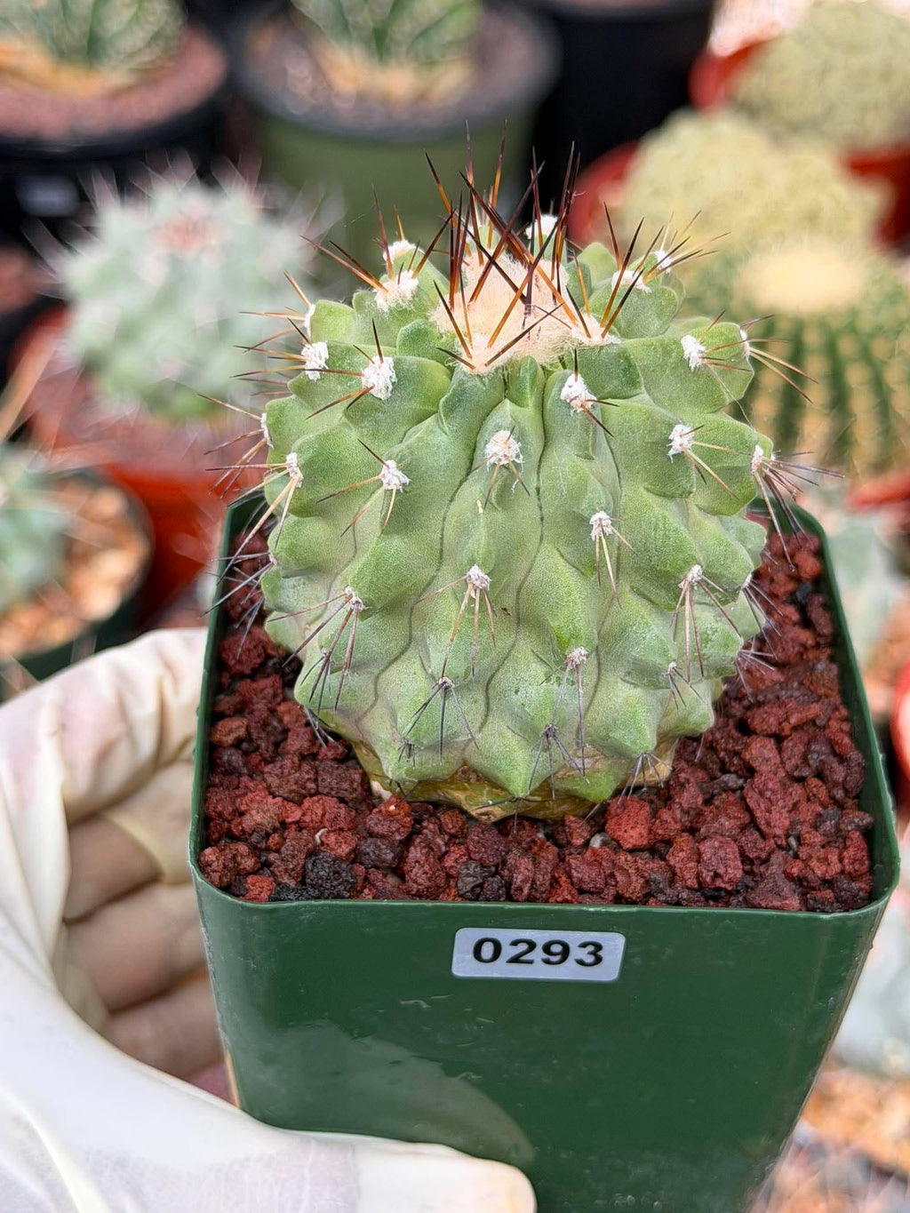 Rare Copiapoa Cinerea #293 | Live Specimen Cactus | Collector Succulent Plant