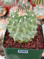 Rare Copiapoa Cinerea #293 | Live Specimen Cactus | Collector Succulent Plant