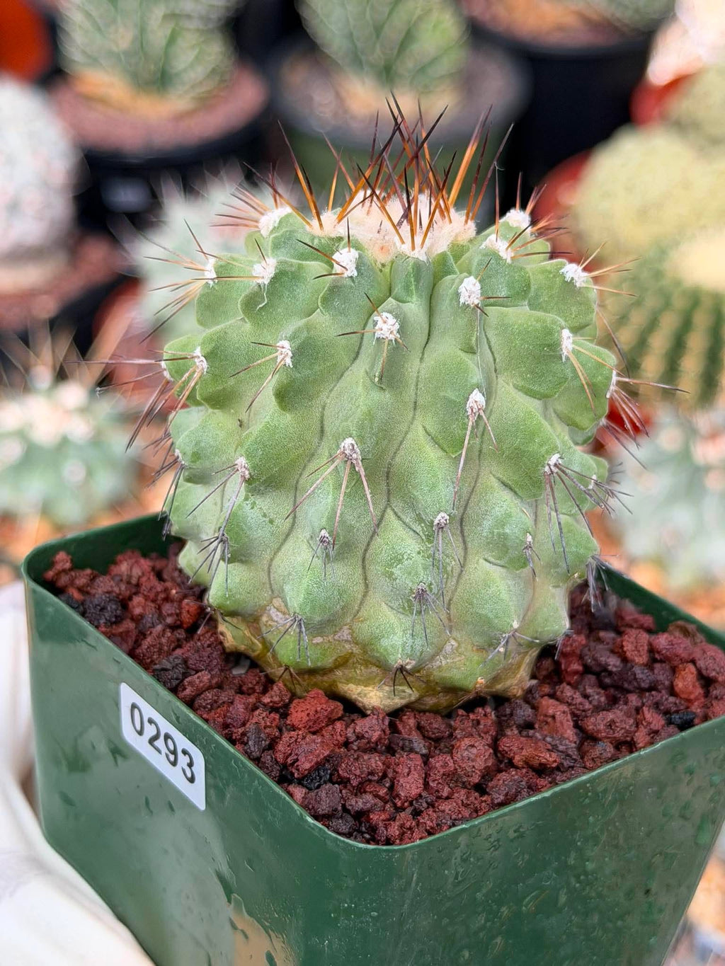 Rare Copiapoa Cinerea #293 | Live Specimen Cactus | Collector Succulent Plant