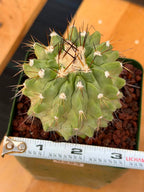 Rare Copiapoa Cinerea #293 | Live Specimen Cactus | Collector Succulent Plant