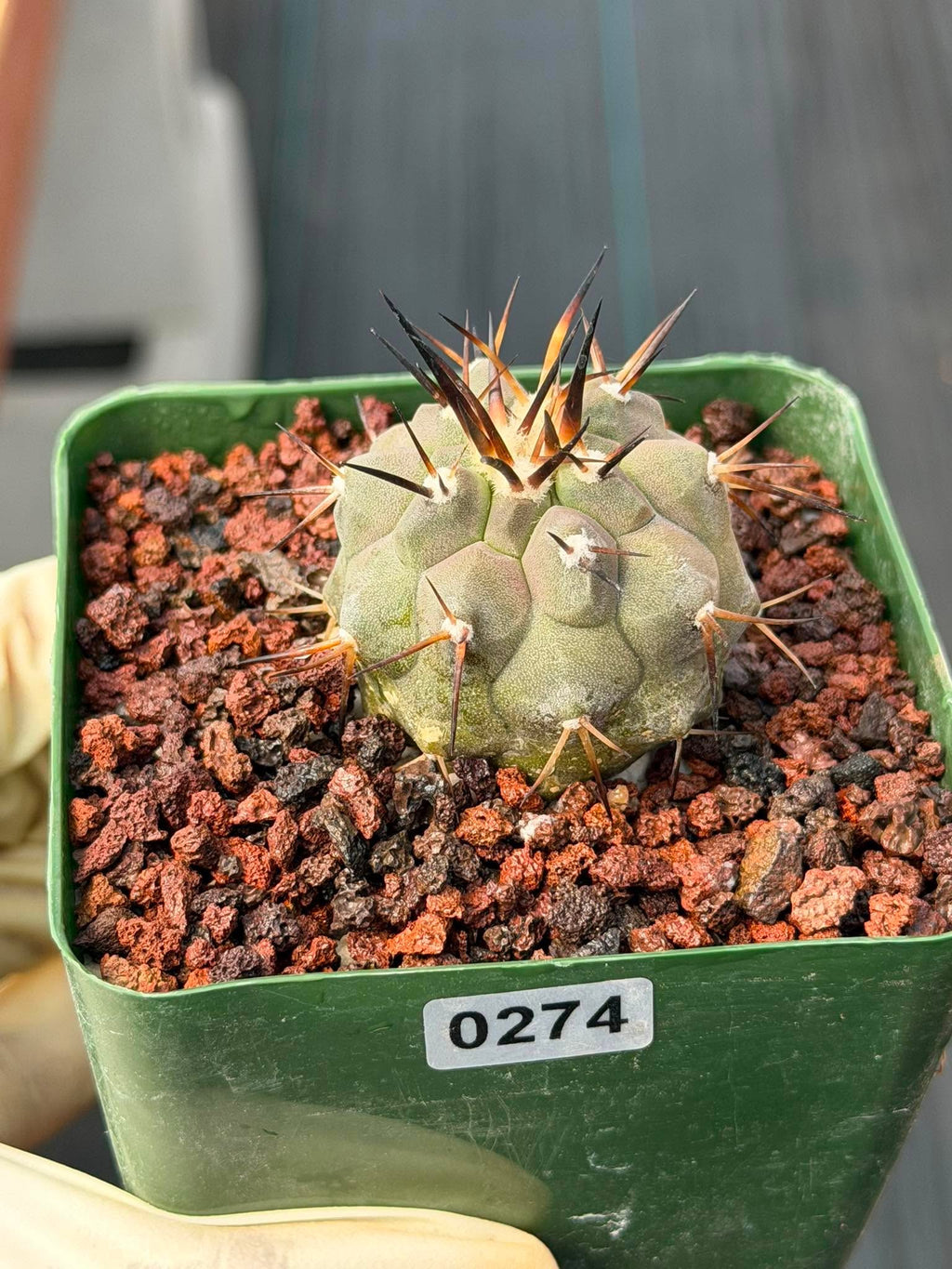 Copiapoa Cinerea #274 | Seed‑Grown Rare Cactus