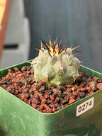 Copiapoa Cinerea #274 | Seed‑Grown Rare Cactus