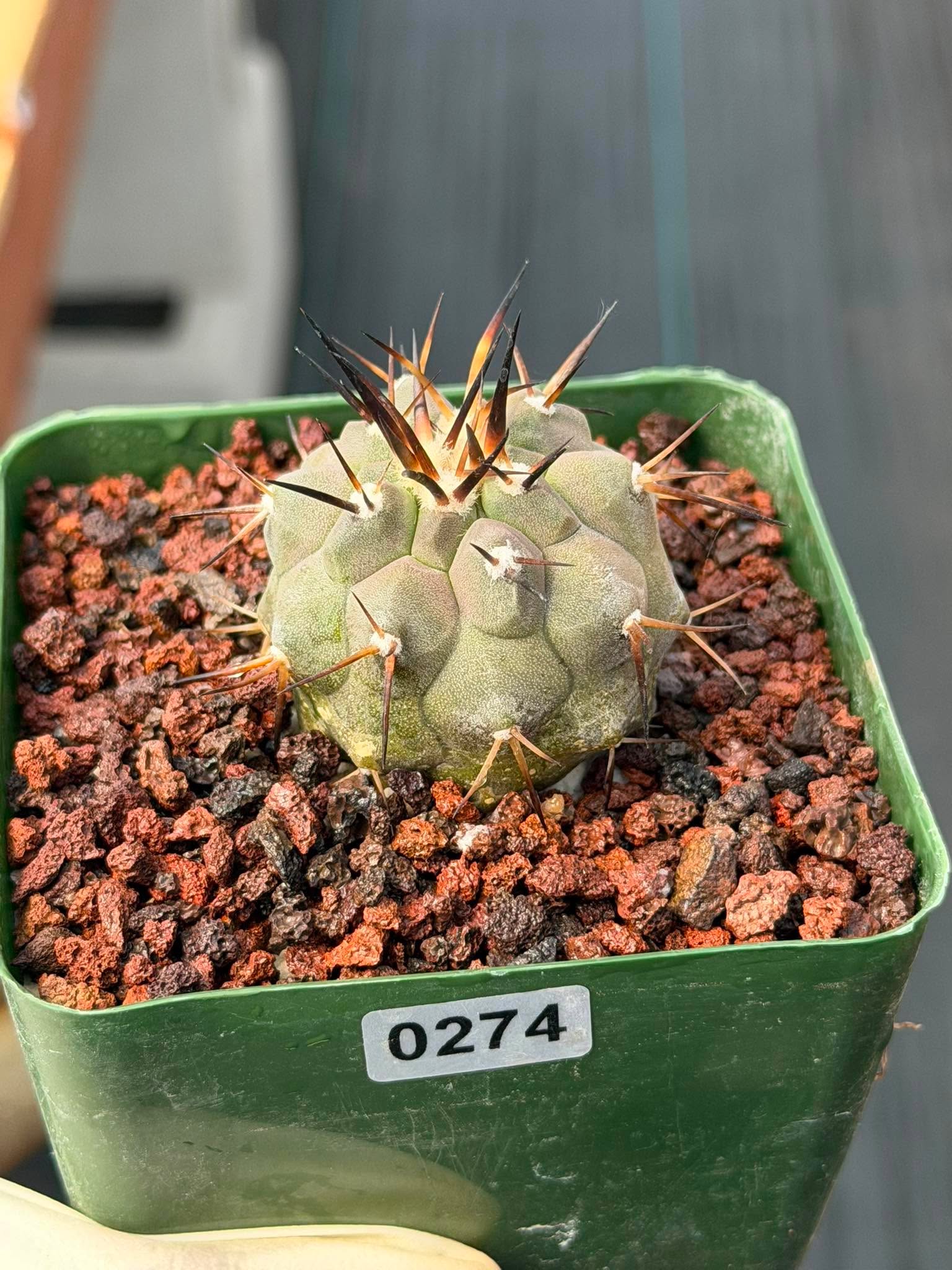 Copiapoa Cinerea #274 | Seed‑Grown Rare Cactus
