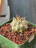 Copiapoa Cinerea #274 | Seed‑Grown Rare Cactus