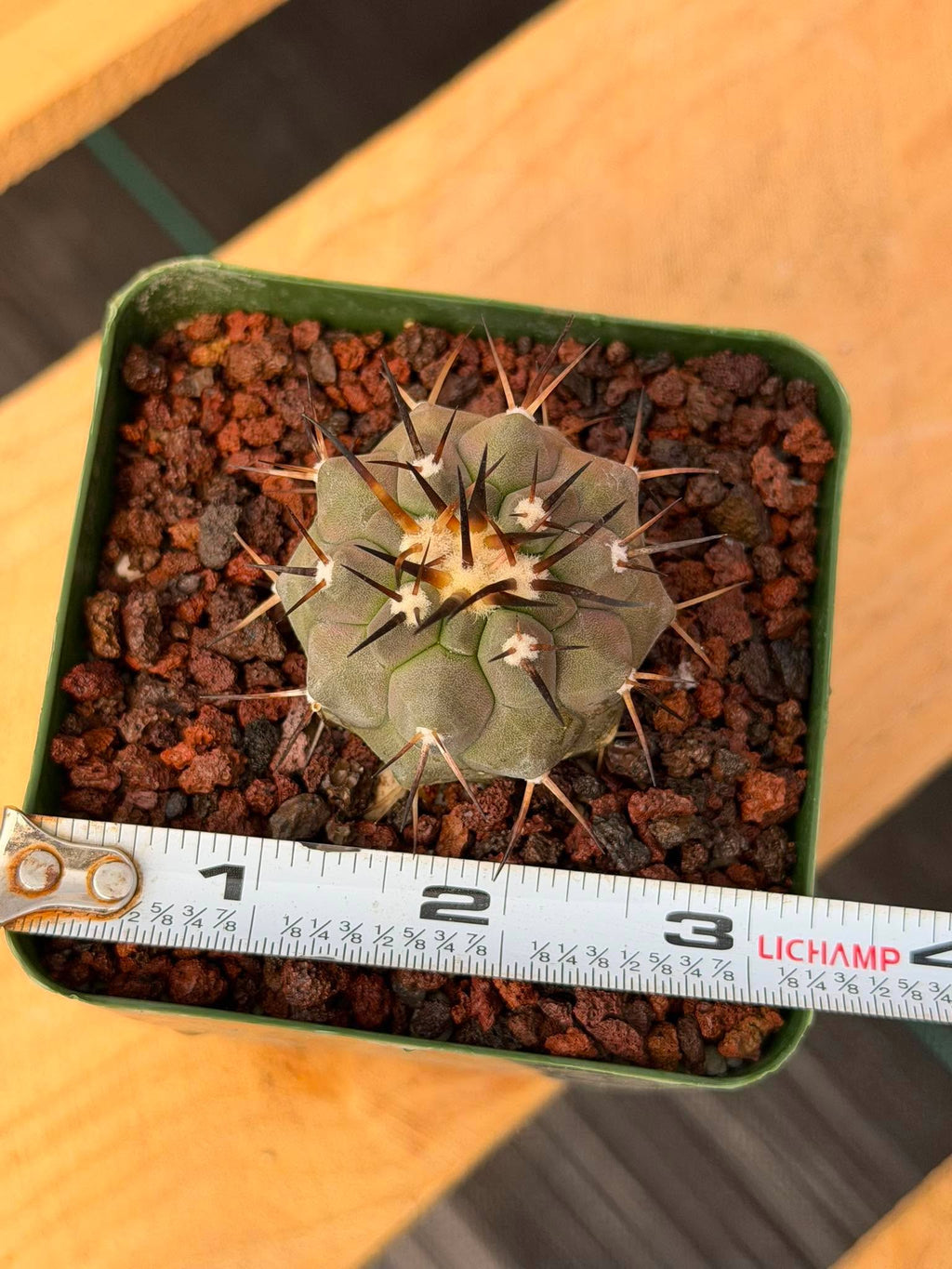 Copiapoa Cinerea #274 | Seed‑Grown Rare Cactus