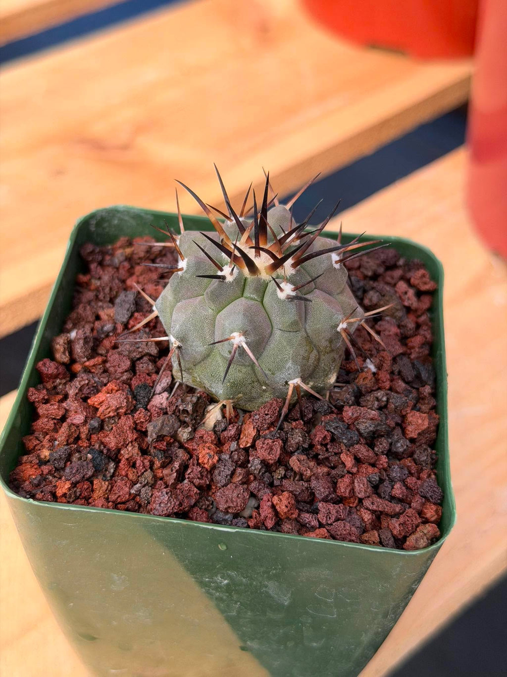 Copiapoa Cinerea #274 | Seed‑Grown Rare Cactus