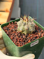 Copiapoa Cinerea #274 | Seed‑Grown Rare Cactus