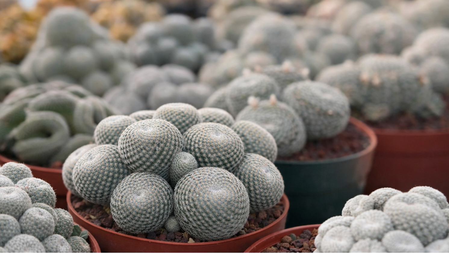Collection of potted cacti and succulents in a greenhouse setting