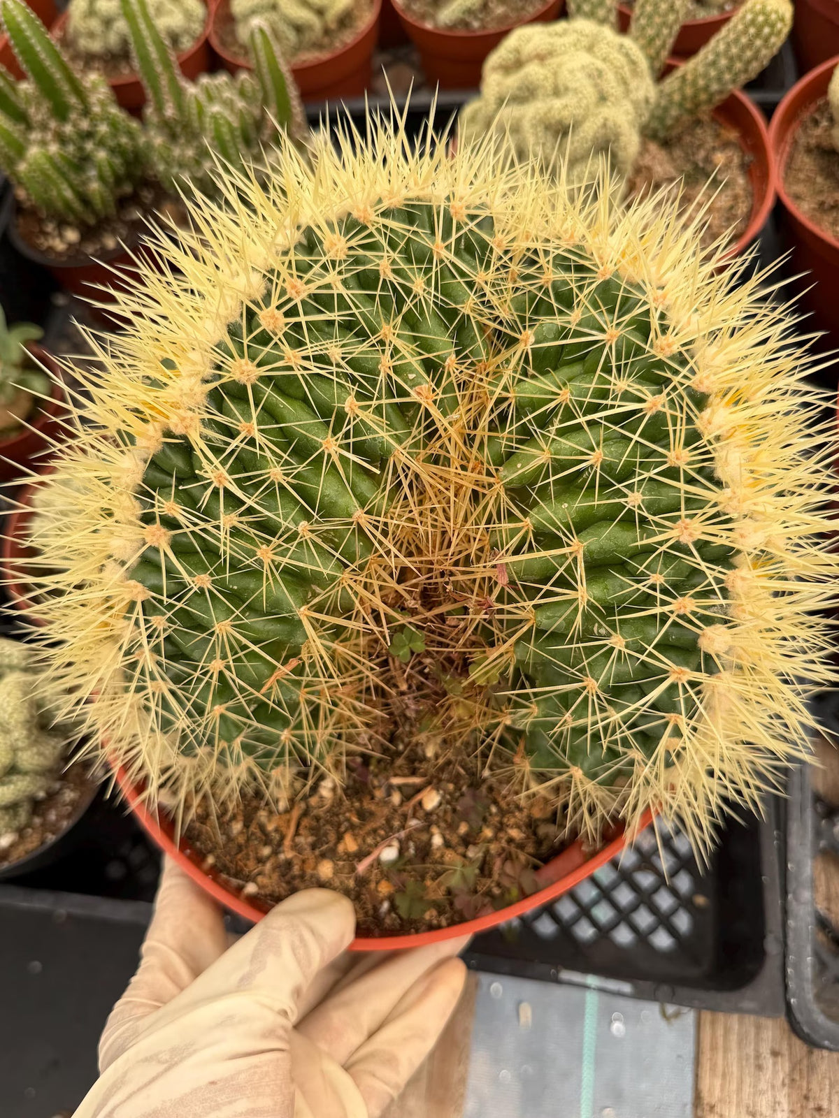 Crested Golden Barrel Cactus, Rare Cactus | Large Plant