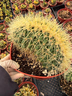 Crested Golden Barrel Cactus, Rare Fan-Shape Succulent - 8 Inch Pot