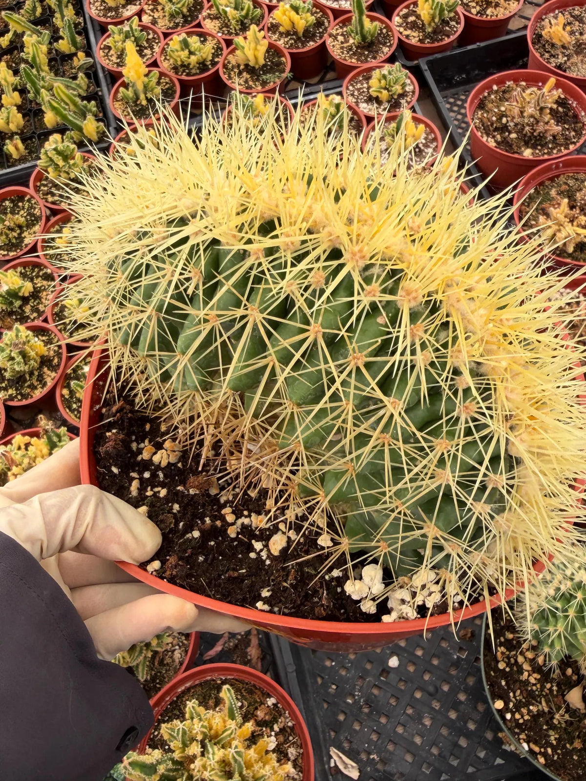 Crested Golden Barrel Cactus, Rare Fan-Shape Succulent - 8 Inch Pot
