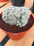Rare Crested Mammillaria #282 | Live Specimen Cactus