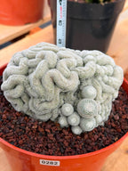 Rare Crested Mammillaria #282 | Live Specimen Cactus