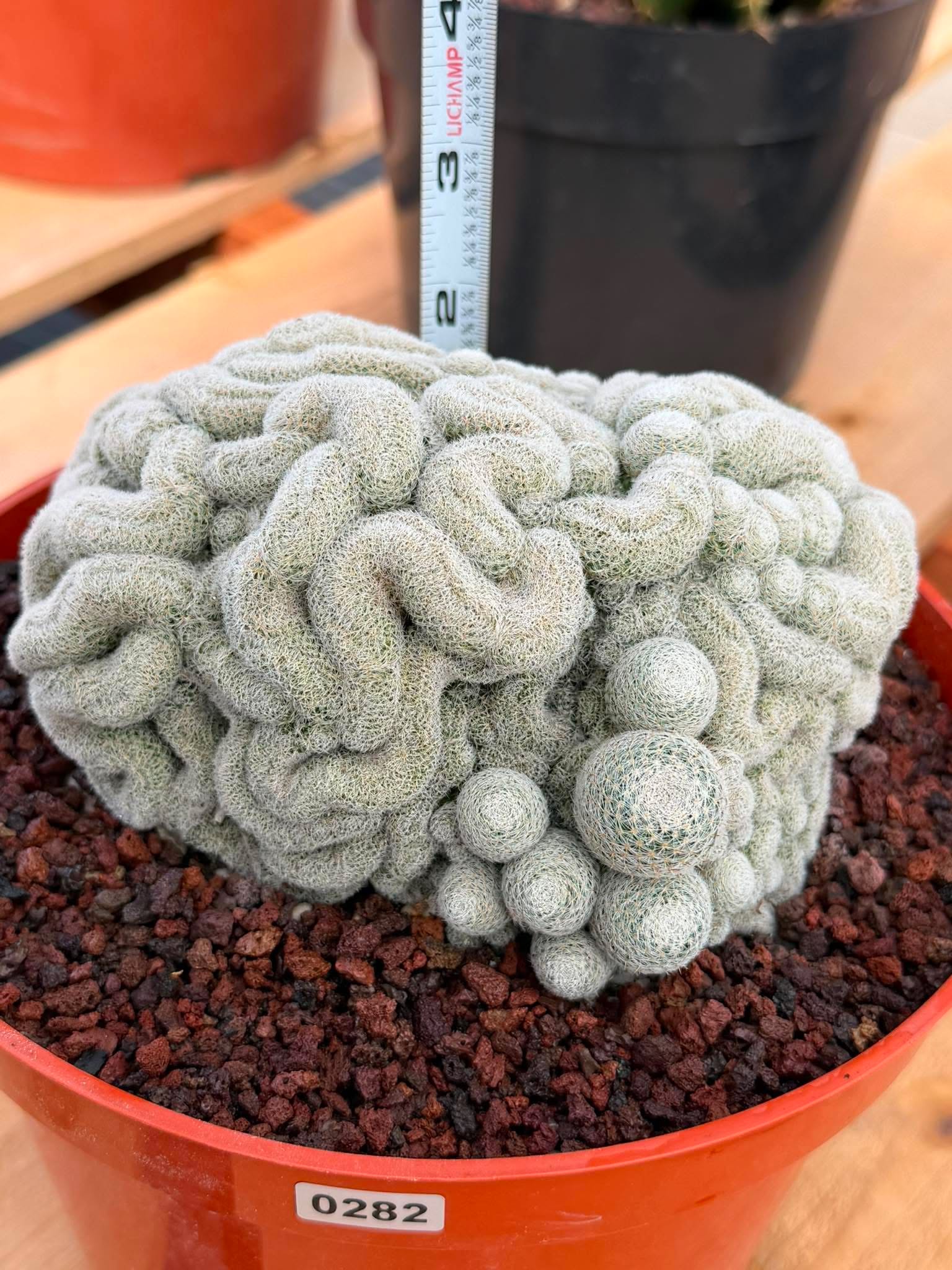 Rare Crested Mammillaria #282 | Live Specimen Cactus
