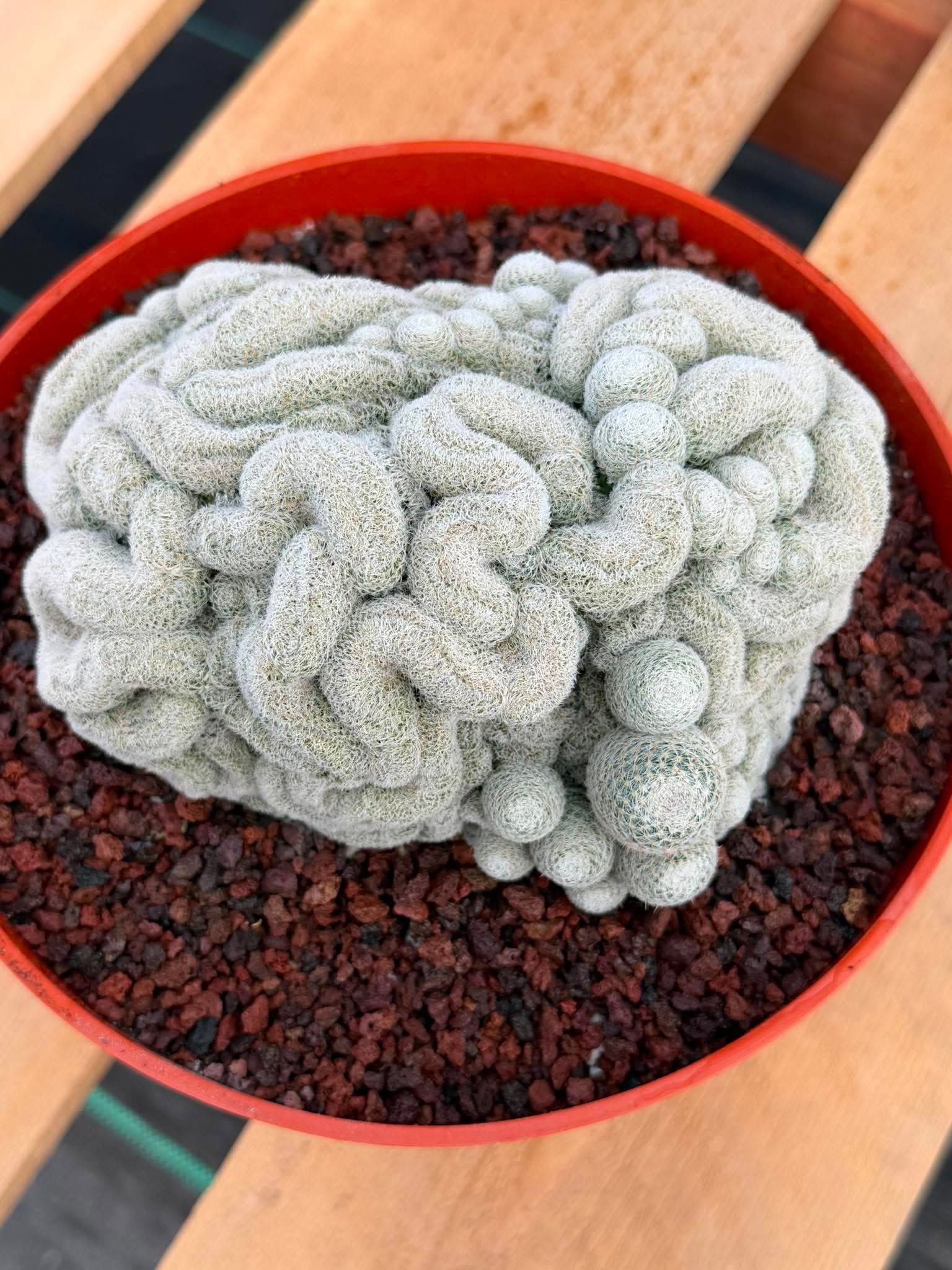 Rare Crested Mammillaria #282 | Live Specimen Cactus
