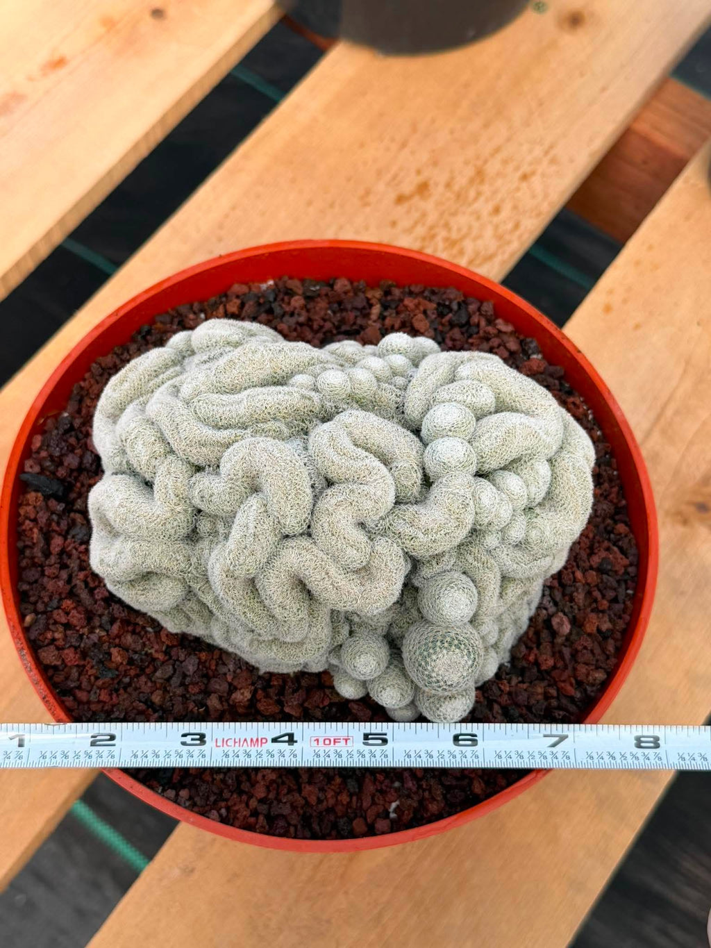 Rare Crested Mammillaria #282 | Live Specimen Cactus
