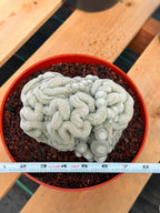Rare Crested Mammillaria #282 | Live Specimen Cactus