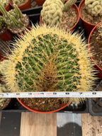 Crested Golden Barrel Cactus, Rare Cactus | Large Plant