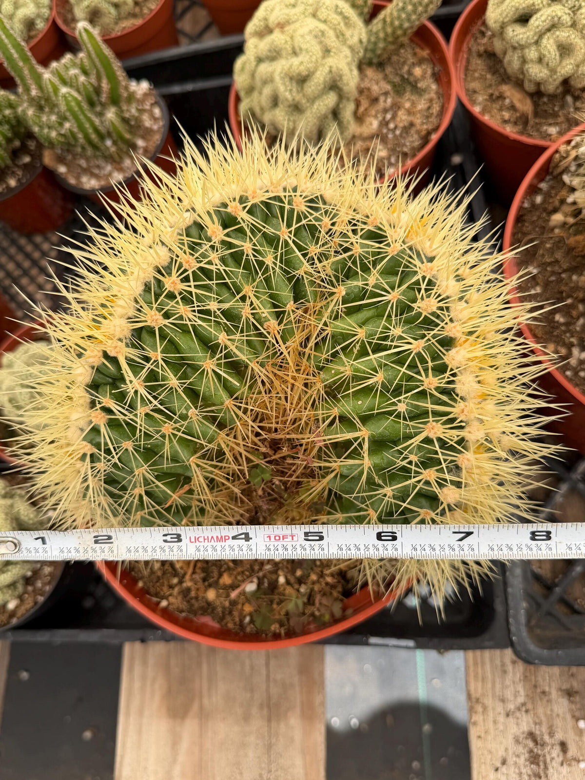 Crested Golden Barrel Cactus, Rare Cactus | Large Plant
