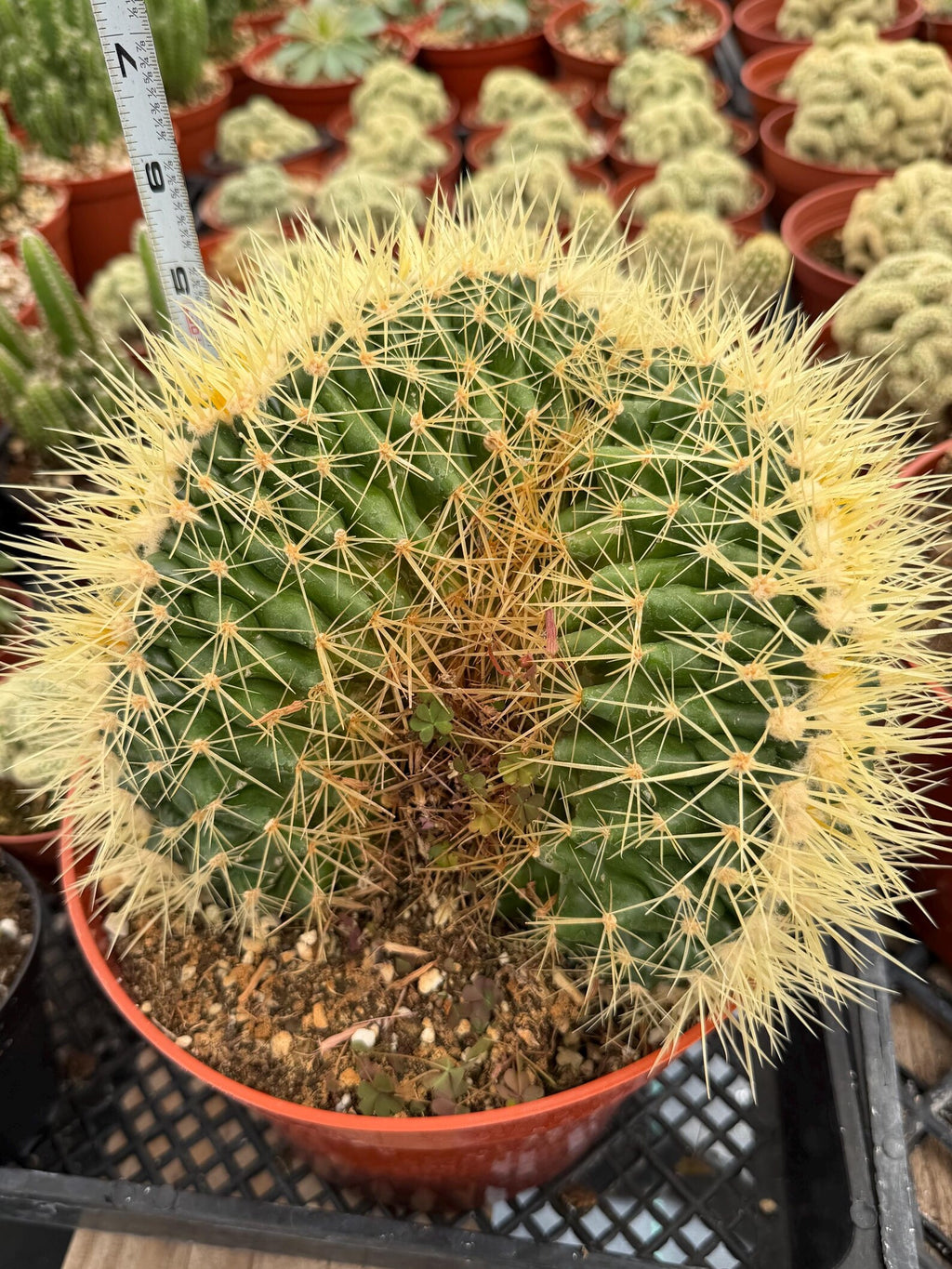 Crested Golden Barrel Cactus, Rare Cactus | Large Plant