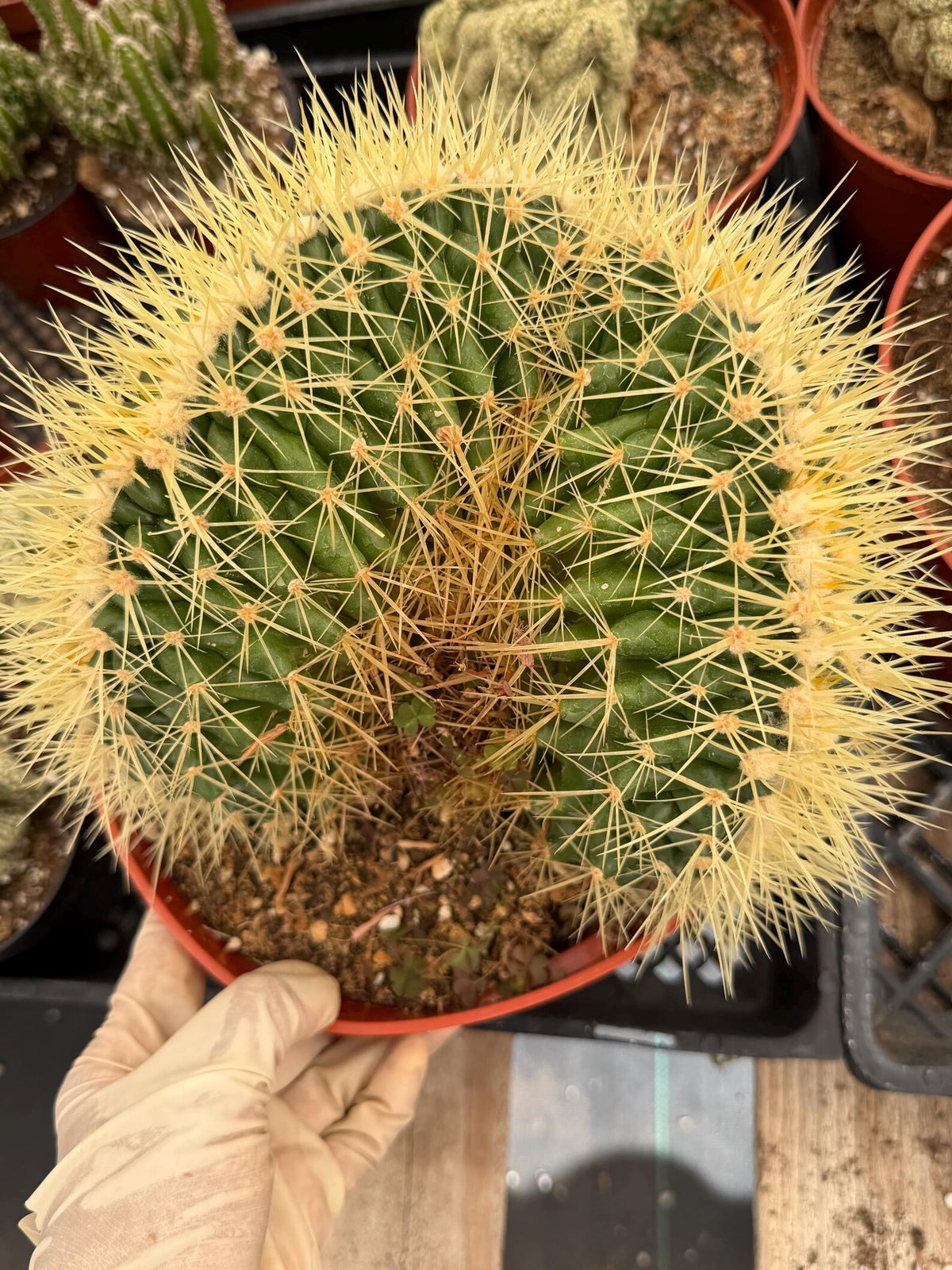 Crested Golden Barrel Cactus, Rare Cactus | Large Plant
