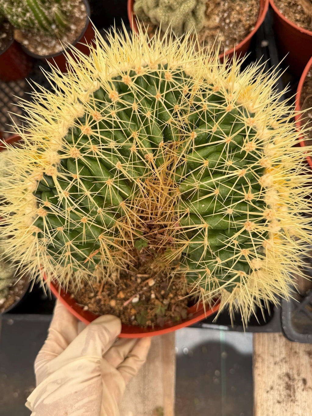 Crested Golden Barrel Cactus, Rare Cactus | Large Plant