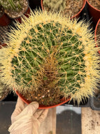 Crested Golden Barrel Cactus, Rare Cactus | Large Plant
