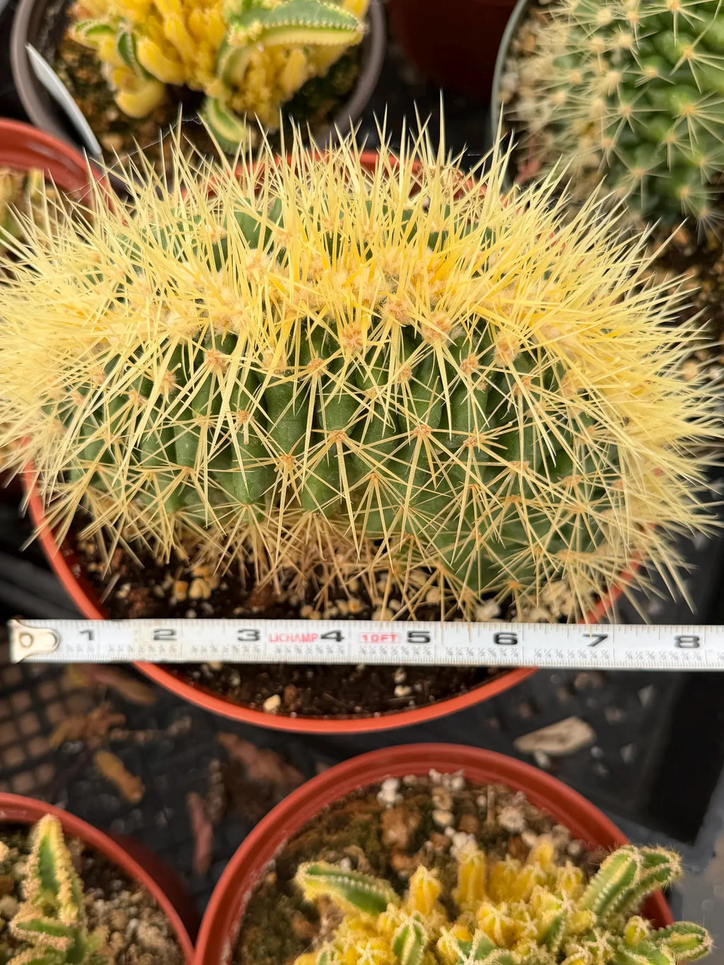 Crested Golden Barrel Cactus, Rare Fan-Shape Succulent - 8 Inch Pot